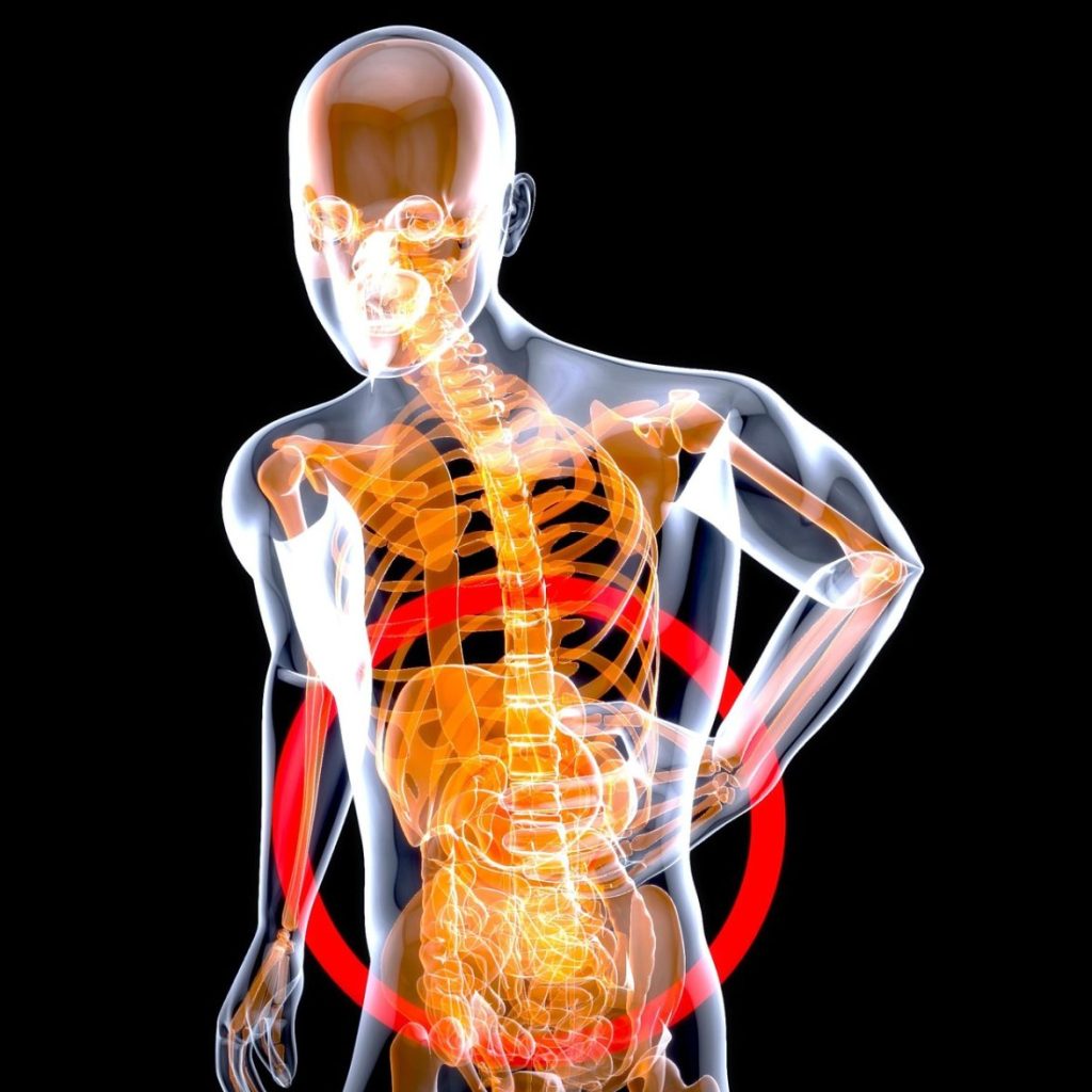 stomach, anatomy, pain, health, x-ray, internal organs, digestive, gut, man, people, digestion, intestine, medical, skeleton, 3d, art, stomach, stomach, stomach, pain, gut, gut, gut, digestion, digestion, digestion, digestion, digestion, intestine, intestine